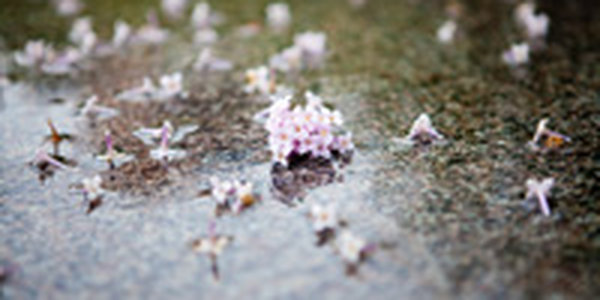 В Приморье вновь дожди и майские грозы