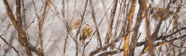 В выходные в Приморье местами снег, во Владивостоке без существенных осадков