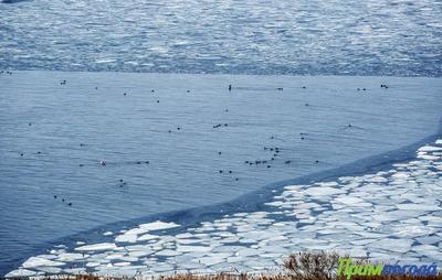 Тёплая погода мешает становлению льда на побережьях Приморья