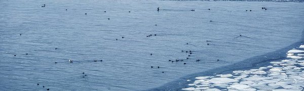 Тёплая погода мешает становлению льда на побережьях Приморья