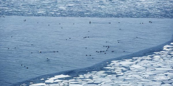 Тёплая погода мешает становлению льда на побережьях Приморья
