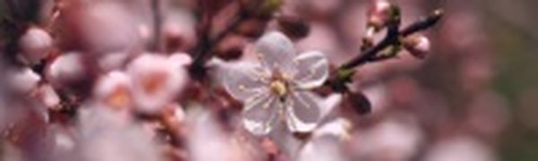 Майский цвет