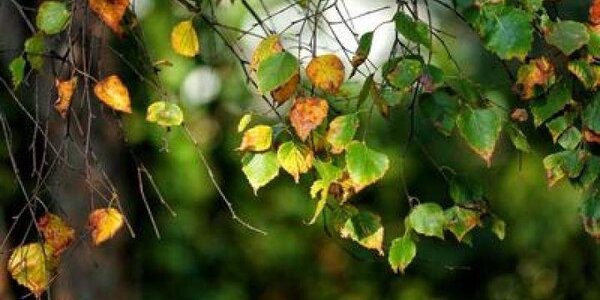 Похолодание пришло в Приморье после дождей