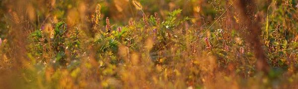 Последние выходные сентября удивят жителей Приморья погодой