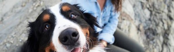 Россияне чаще стали заводить домашних животных