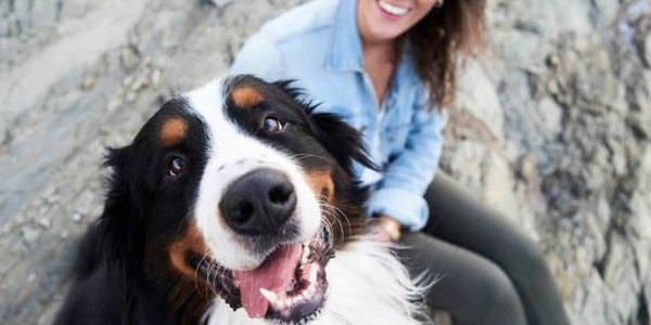 Россияне чаще стали заводить домашних животных