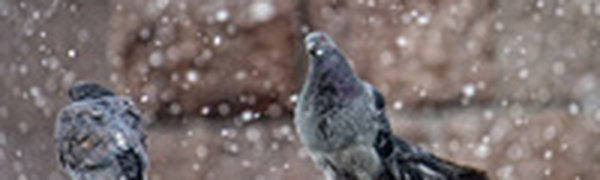 На ближайшие двое суток в Приморье вернулась зима 