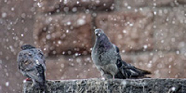 На ближайшие двое суток в Приморье вернулась зима 