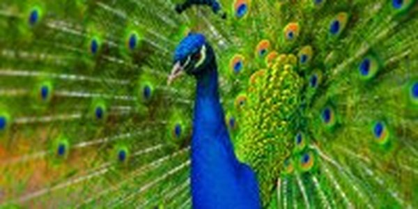 Павлины в Китае предсказывают землетрясения 
