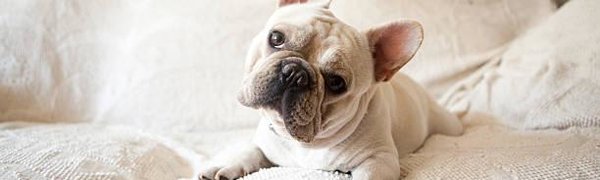 Учёные доказали, что собаки действительно нас понимают