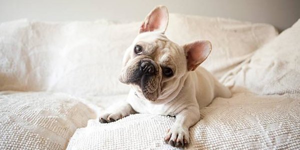 Учёные доказали, что собаки действительно нас понимают