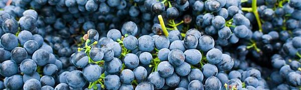 На осеннюю ярмарку во Владивосток фермеры привезли тыкву, виноград и сыры