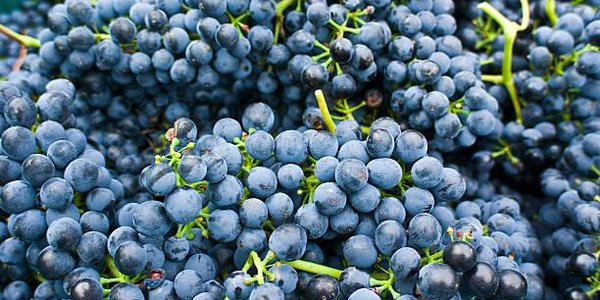 На осеннюю ярмарку во Владивосток фермеры привезли тыкву, виноград и сыры