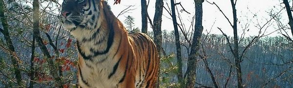 Тигриная семья поселилась на «Земле леопарда» в Приморье