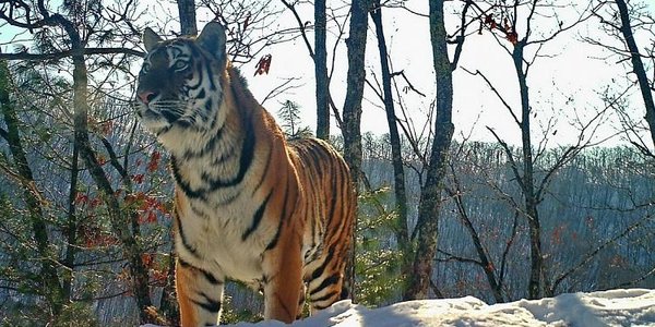 Тигриная семья поселилась на «Земле леопарда» в Приморье