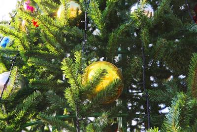 В 7 районах Владивостока появились новогодние ели