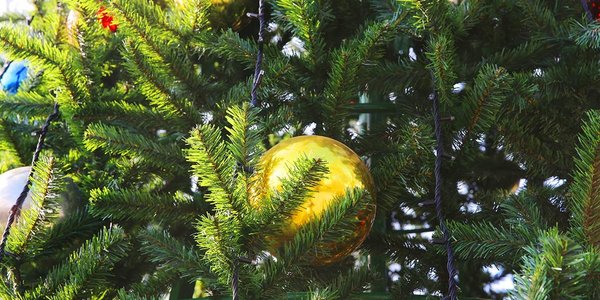 В 7 районах Владивостока появились новогодние ели