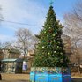 В 7 районах Владивостока появились новогодние ели