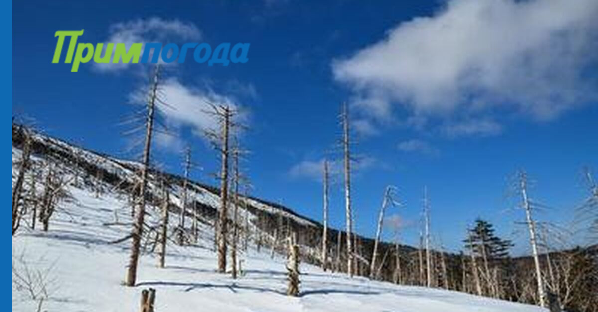 Высота снежного покрова в некоторых районах Приморья