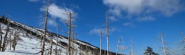 Высота снежного покрова в некоторых районах Приморья достигла 60 см