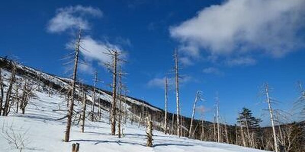 Высота снежного покрова в некоторых районах Приморья достигла 60 см