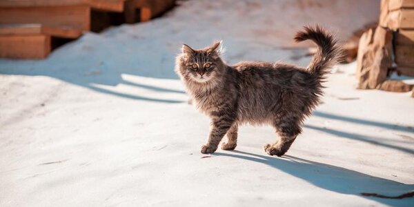 Оттепель сменится похолоданием и небольшим снегом на выходных в Приморье