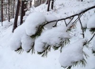 В Приморском крае пройдет небольшой снег