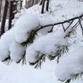 В Приморском крае пройдет небольшой снег