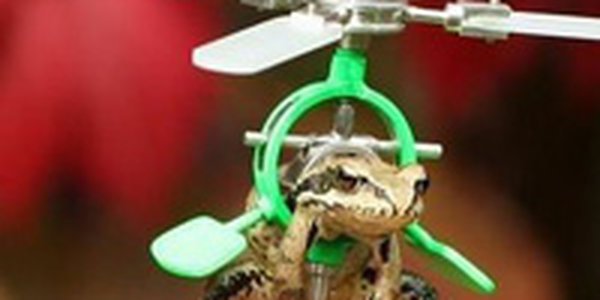 В Японии идут дожди из лягушек и головастиков