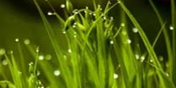 Дожди в Приморье пока продолжаются