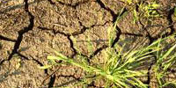 Земли Приморья страдают без дождей