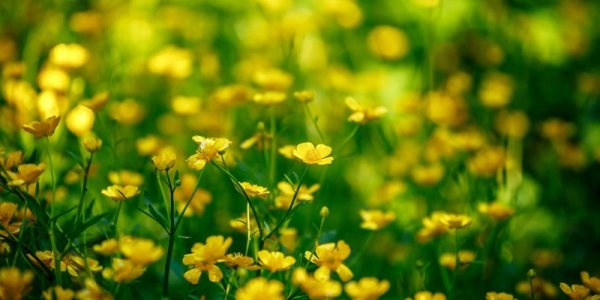 Климатический портрет июня в Приморье