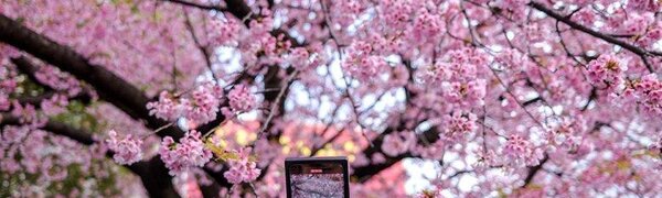 Сезон цветения сакуры начался в Японии