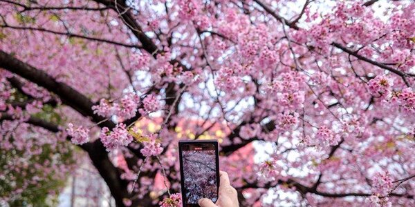 Сезон цветения сакуры начался в Японии