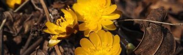 Вторая декада марта в Приморье была теплой