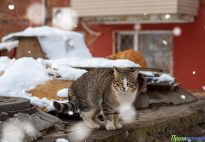 Предпоследние выходные марта в Приморье были прохладными