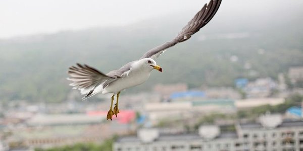 Слабый дождь возможен во Владивостоке в ближайшие сутки