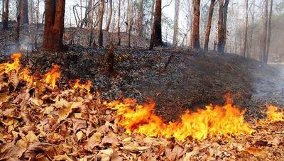 На большей территории Приморья сохранится высокий класс пожароопасности