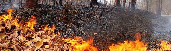 На большей территории Приморья сохранится высокий класс пожароопасности