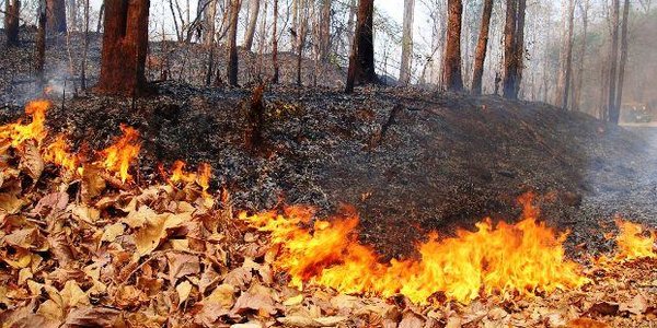 На большей территории Приморья сохранится высокий класс пожароопасности