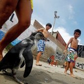 Пингвиненок на пляже Лимы(ФОТО)