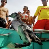 Пингвиненок на пляже Лимы(ФОТО)