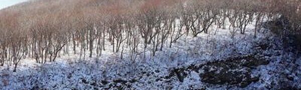 Снежный покров высотой 1 —4 см образовался на севере и востоке Приморья