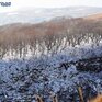 Снежный покров высотой 1 —4 см образовался на севере и востоке Приморья