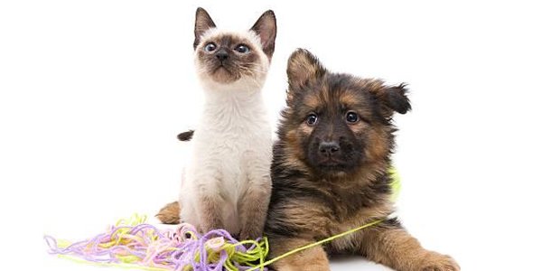 На Тайване запретят есть кошек и собак