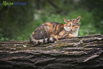 Последствия обрушившейся непогоды устраняют во Владивостоке