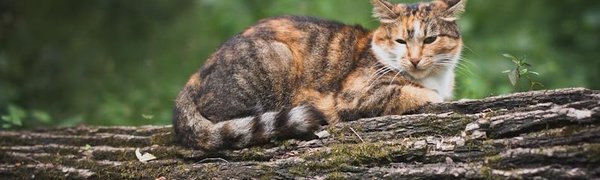 Последствия обрушившейся непогоды устраняют во Владивостоке