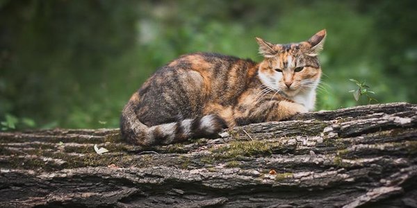 Последствия обрушившейся непогоды устраняют во Владивостоке