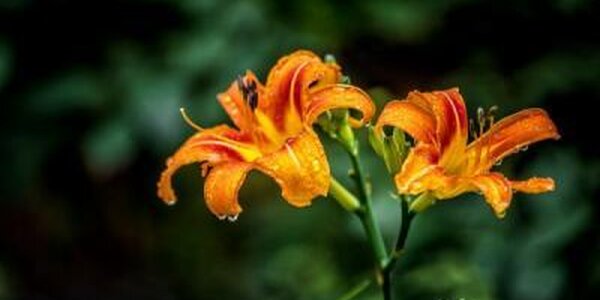 Два циклона принесут дожди, усиление ветра и похолодание на выходных в Приморье