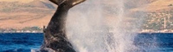 Суда смогут избежать столкновения с китами благодаря приложению к iPad